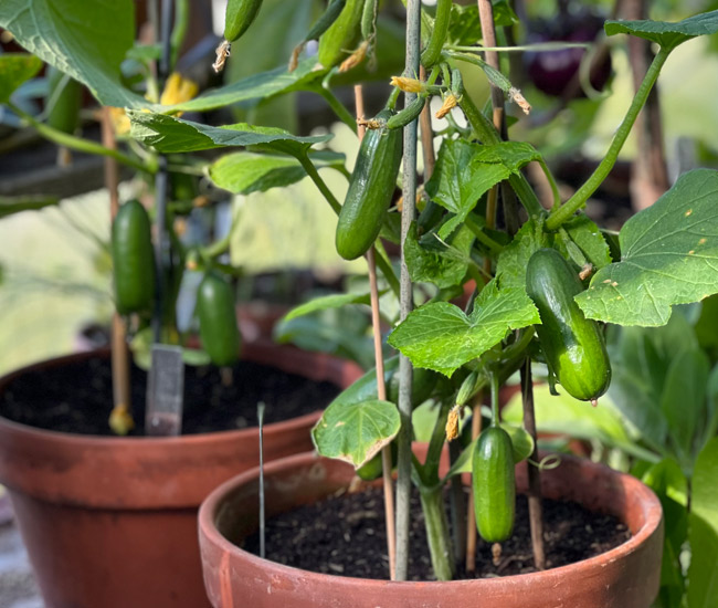 Vegetable Seeds