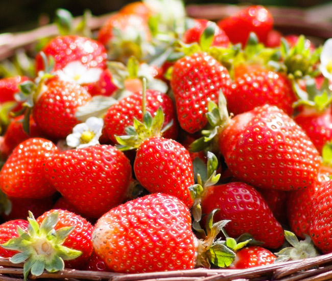 Fruit