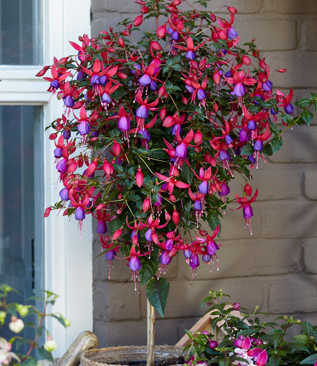 Fuchsia 'Angela'