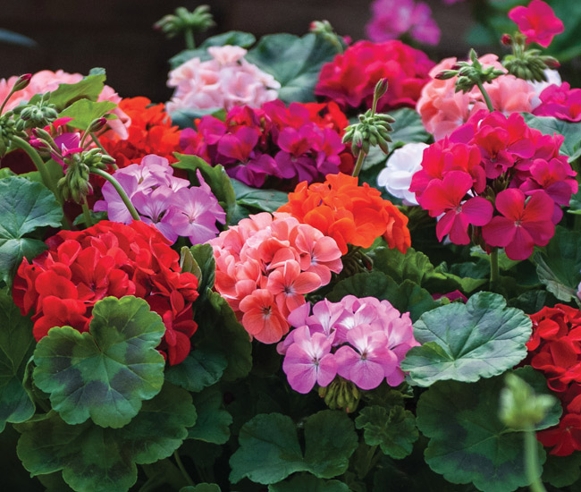 Garden Ready Plants