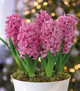 Hyacinth 'Pink Pearl'</br>SAVE £5