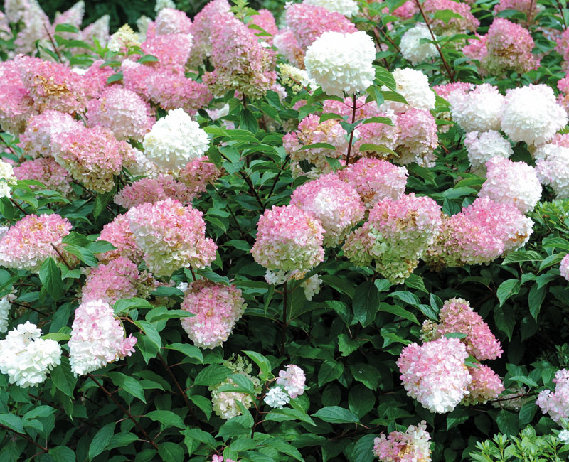 Hydrangea 'Vanille Fraise'