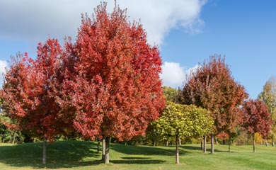 All Trees