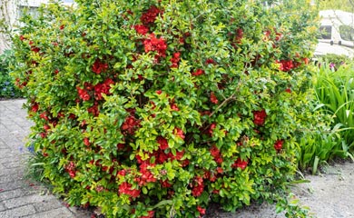Chaenomeles