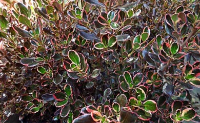 Coprosma