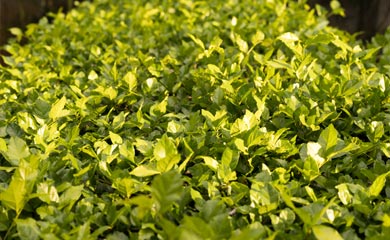 Cotoneaster