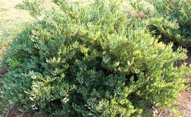 Distylium