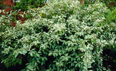 Elaeagnus