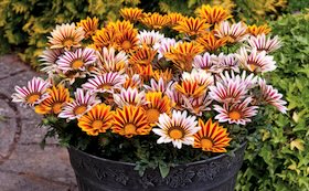 Patio Plants