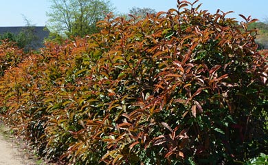 Photinia