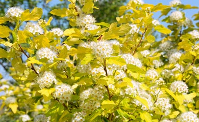 Physocarpus