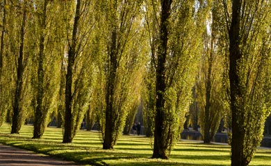 Poplar