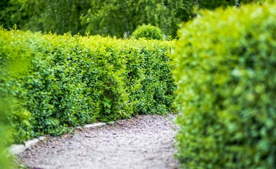 Privet