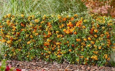 Pyracantha