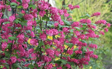 Ribes
