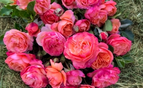 Award-Winning Roses