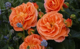 New Rose Range