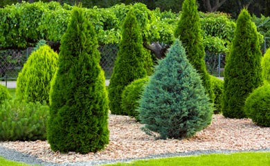 All Hedging Plants