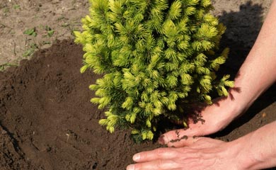 Trees for All Soil Types