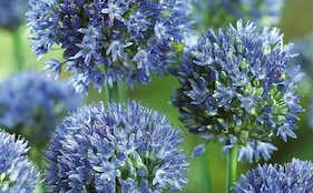 Spring Flowering Bulbs