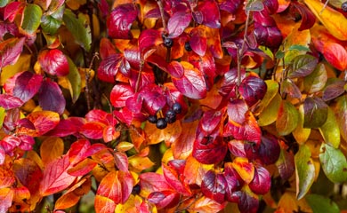 Hedging For Autumn Colour