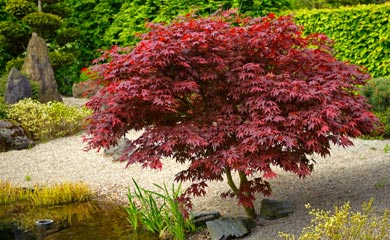 Autumn Colour Trees