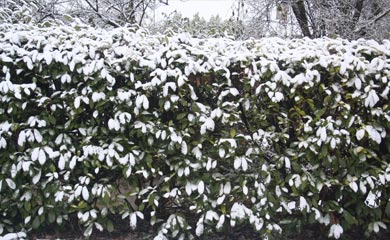 Award Winning Hedge Plants