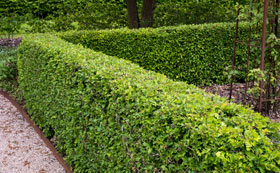 Bare Root Hedging Plants