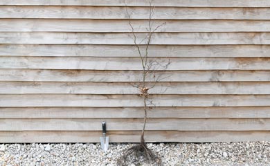 Trees By Root Type