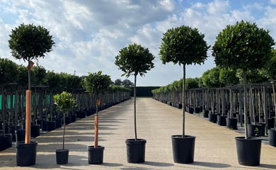 Bay Trees