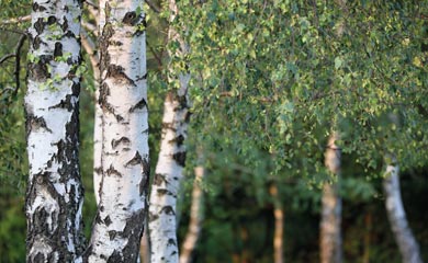Birch Trees - Betula
