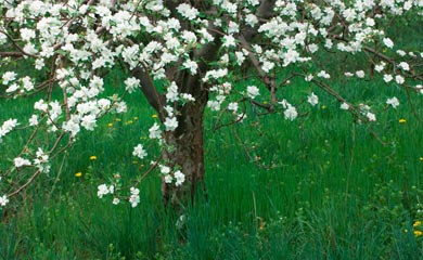 Flowering & Blossom Trees