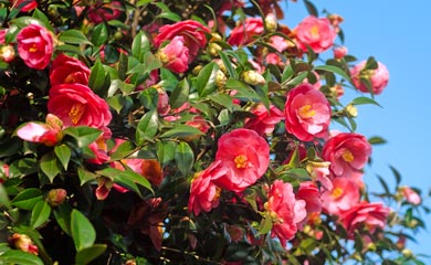 Camellia