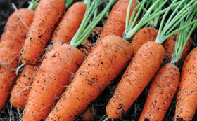 Carrot & Parsnip Seeds