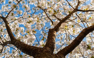 Cherry Blossom Trees - Prunus