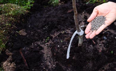 Trees for Clay Soil