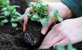 Garden Compost & Fertilisers