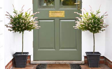 Container Trees | Trees in Pots
