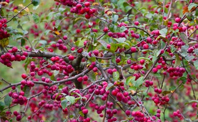 Crab Apple Trees - Malus
