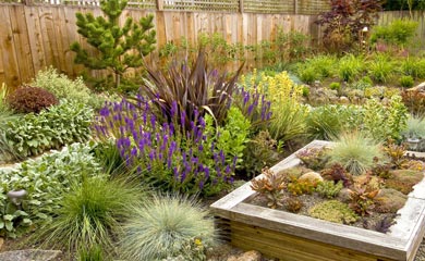 Drought Tolerant Hedging