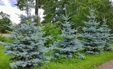 Evergreen Trees