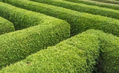 Featured Hedging