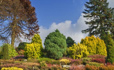 Featured Trees