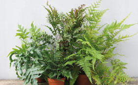 Indoor Fern Plants