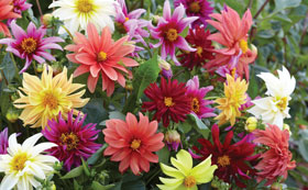Flowers To Sow In February