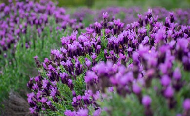 Fragrant Hedging