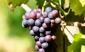 Vines & Climbing Fruit
