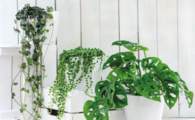 Trailing & Hanging House Plants