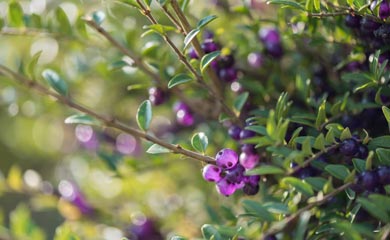 Hedging With Berries