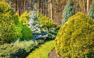 Hedging By Species